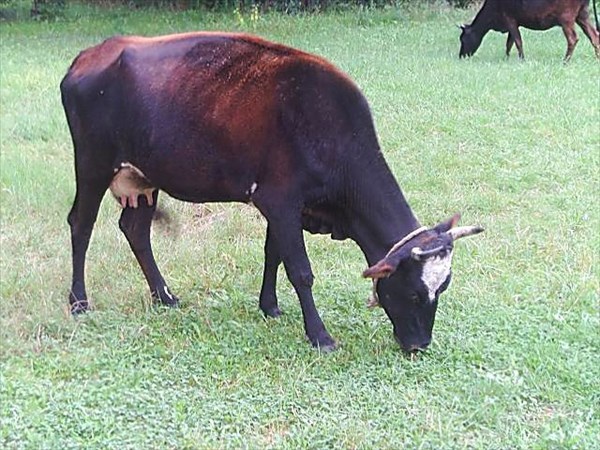 050-05.09.05-Абхазская корова у Пицундского храма